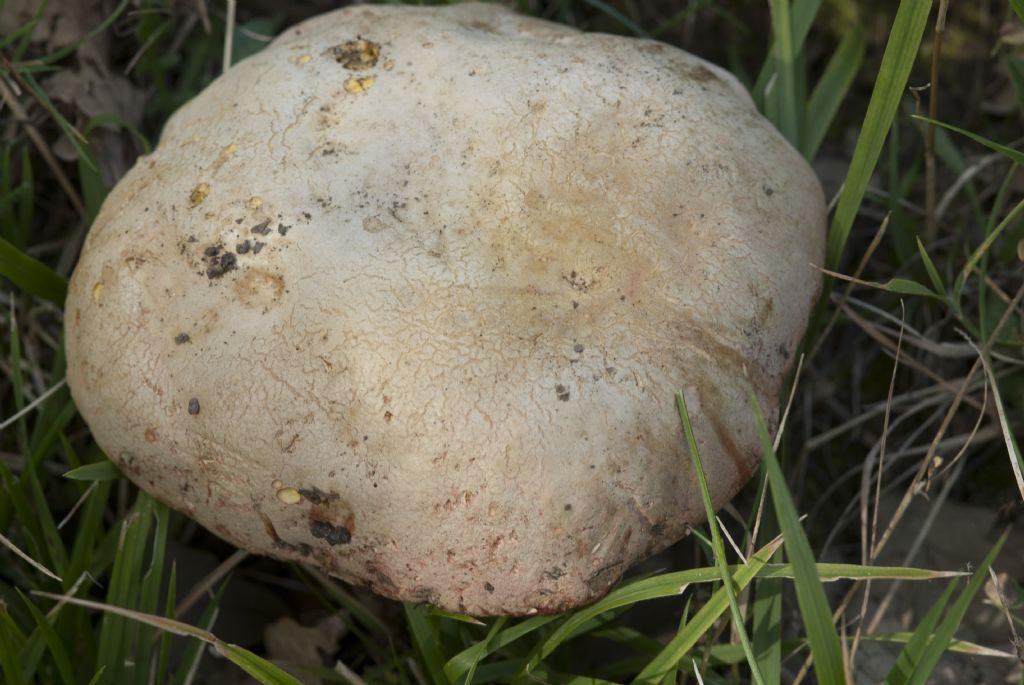 Conferma Boletus satanas